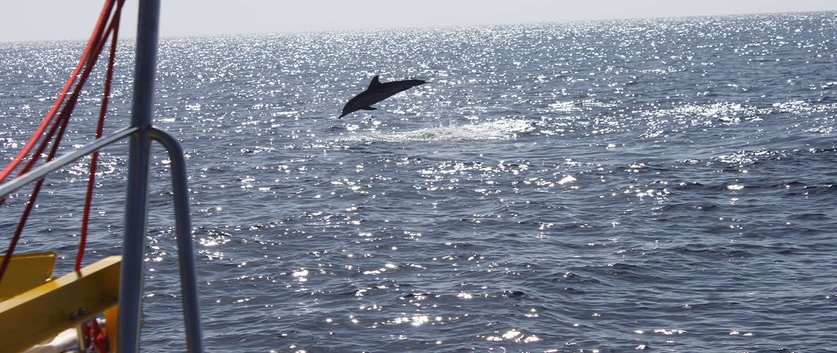 2.5-Hour Sunset and Dolphins Cruise Lanzarote