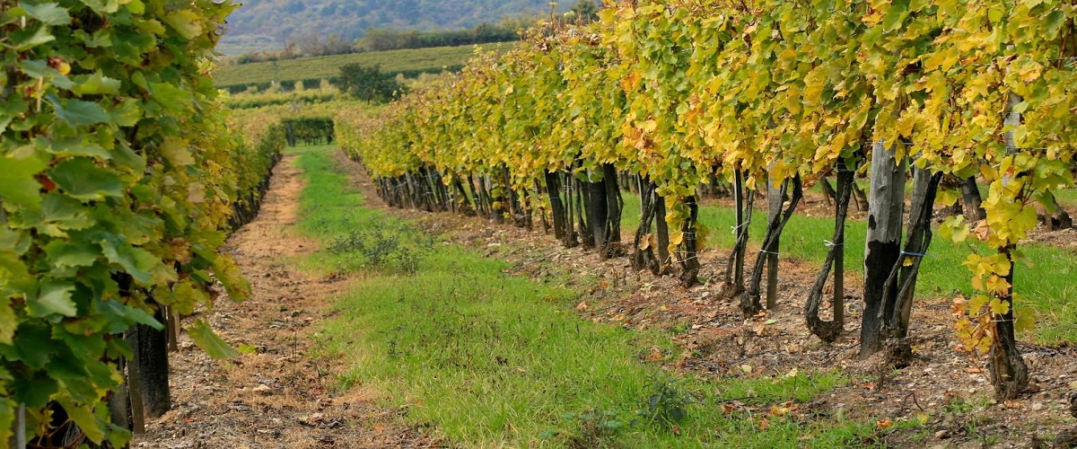 Budapest: Tokaj Wine Country Day-Trip