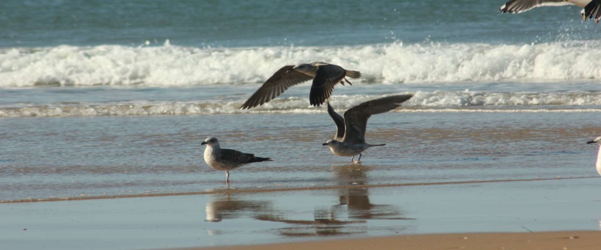 El Rocio, Donana Natural Park and Matalascanas Beach Day Trip from Seville