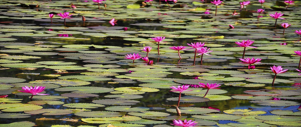 paris. 'day trip to 'Giverny