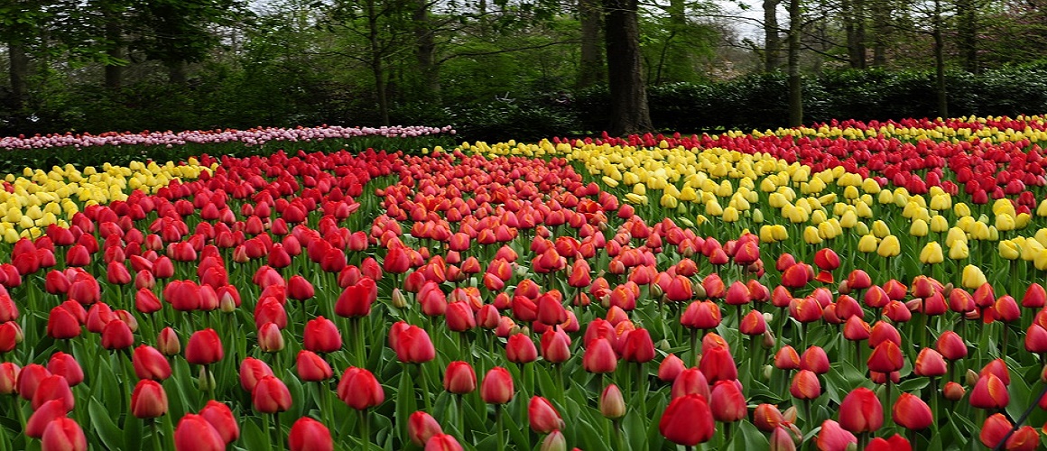 amsterdam. 'day trip to 'Keukenhof