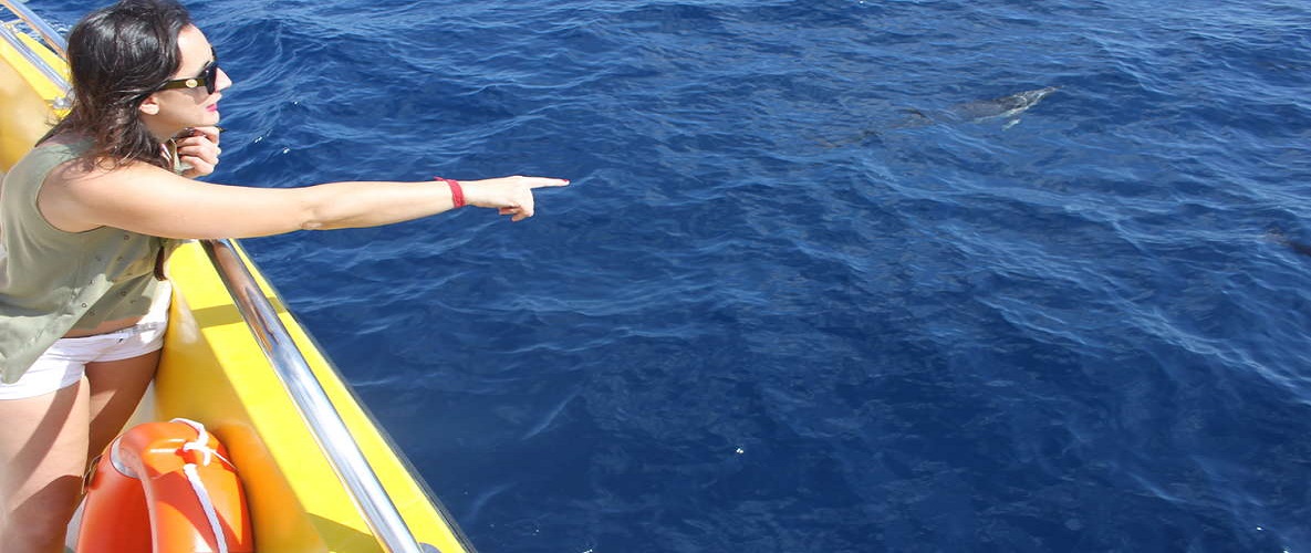 Lanzarote Sunset & Dolphin Tours
