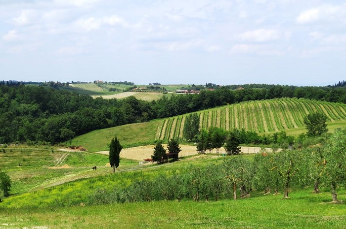 Chianti half-day tour from Florence