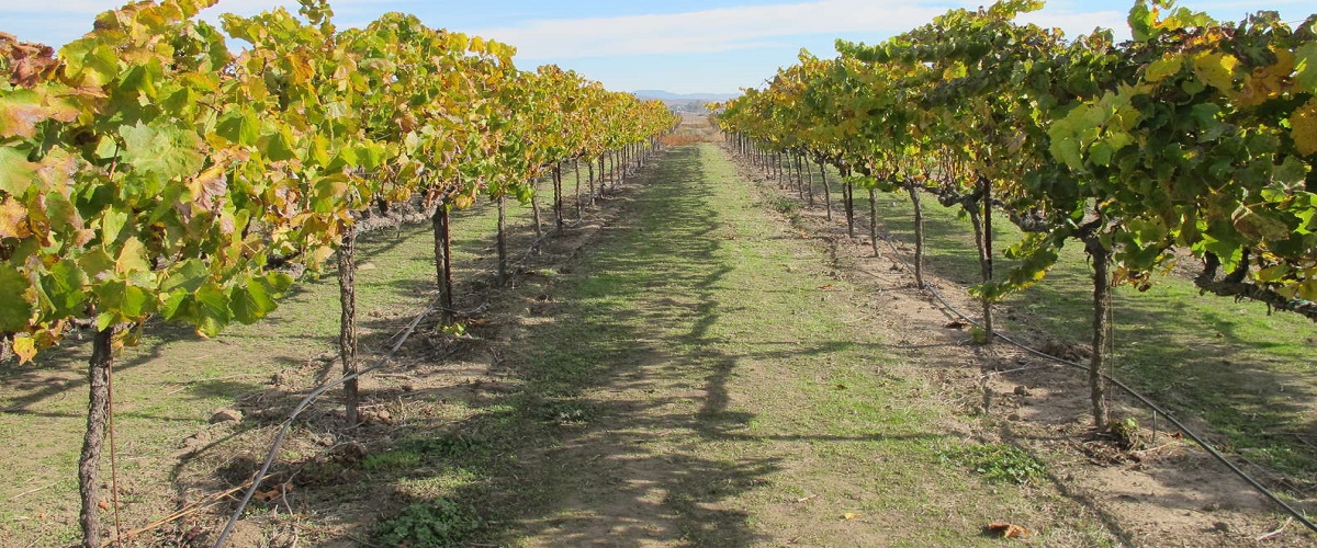 Viticulture with Charm: Sonoma Valley Wine Tour from San Francisco
