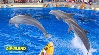 The Dolphinarium