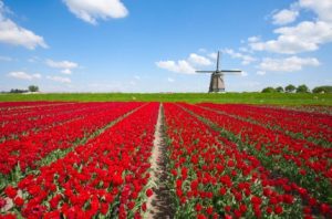 Holland in One Day Tour from Amsterdam Tickets