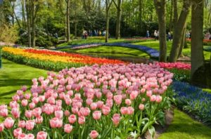 Keukenhof Gardens Day Trip from Amsterdam Tickets