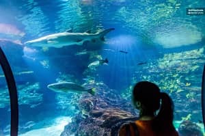 Barcelona Aquarium Tickets Skip the line Tickets