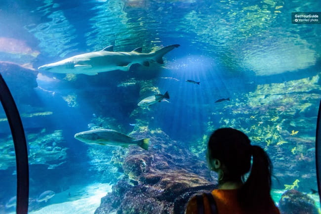 Barcelona Aquarium Skip the Line Ticket Tickets