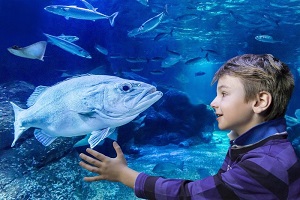 Fast track Madame Tussauds and AquaDom & SEA LIFE Tickets