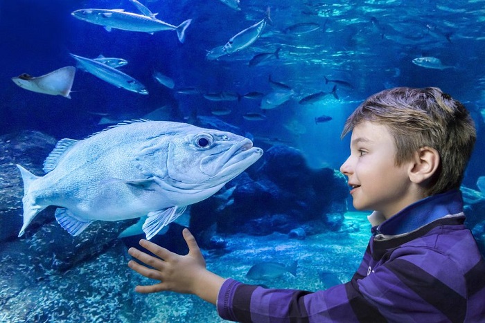 Fast track Madame Tussauds and AquaDom & SEA LIFE Tickets