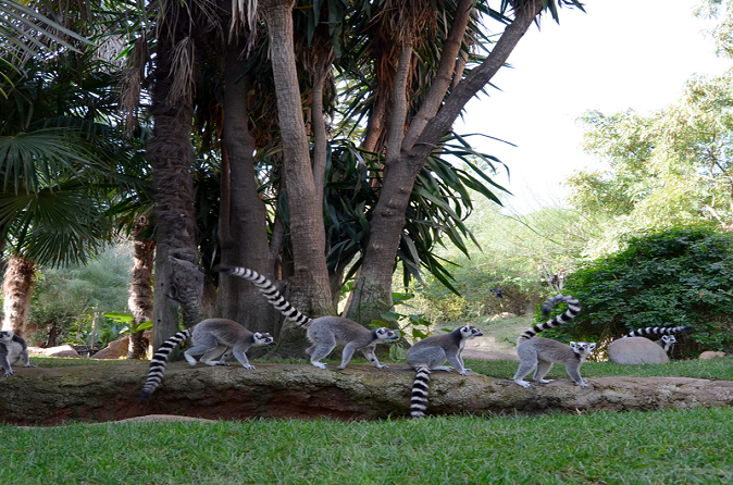 Bioparc Fuengirola Tickets Malaga | Compare Prices 2021