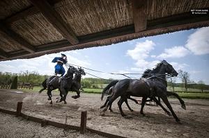 Baroque Palace and Horse Show Magic Hungary Tour Tickets