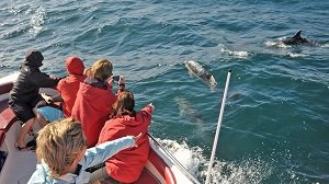 Dolphin Watching and Cave Tour Algarve Coast from Albufeira 2-Hour Tickets