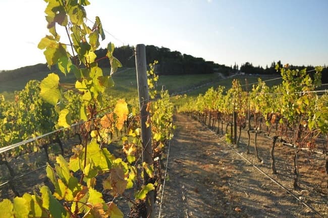 Small Group Tuscany Wine-Tasting Tour Tickets