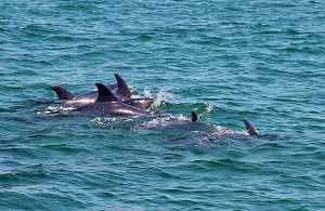 Dolphin Watching Lisbon Tickets