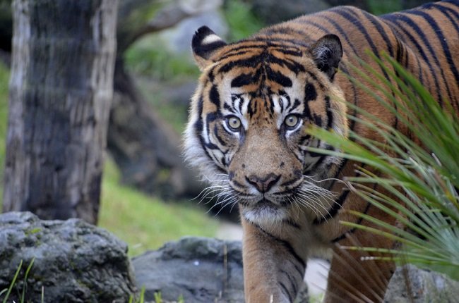 Bioparc Fuengirola Tickets