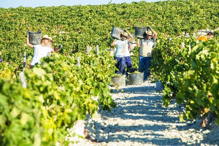 Jerez and Cadiz Day Trip from Costa del Sol with Winery Tour, Andalusian Horse Show and Sightseeing Cruise Tickets