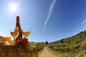 Tuscan Hills Wine Tasting Tour From Pisa or Lucca Tickets