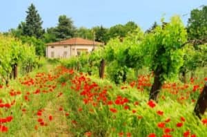 Tuscany in One Day Sightseeing from Rome Tickets