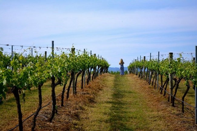 Hunter Valley Wineries with Lunch Tickets