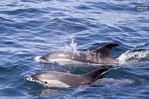 Luxury Yacht Cruise with Whale and Dolphin Watching Tickets