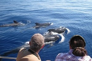 Tenerife Half-Day Whales and Dolphins Tour Tickets