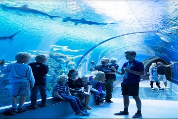 Tickets for Hop-on Hop-off Bus 72H & Blue Planet Aquarium